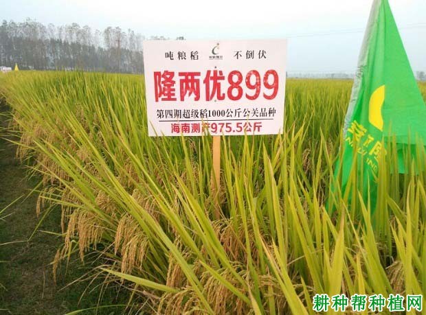 隆两优899水稻品种好不好? 隆两优899水稻品种好不好?