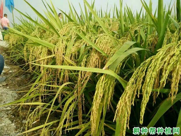 隆两优899水稻品种好不好? 隆两优899水稻品种好不好?