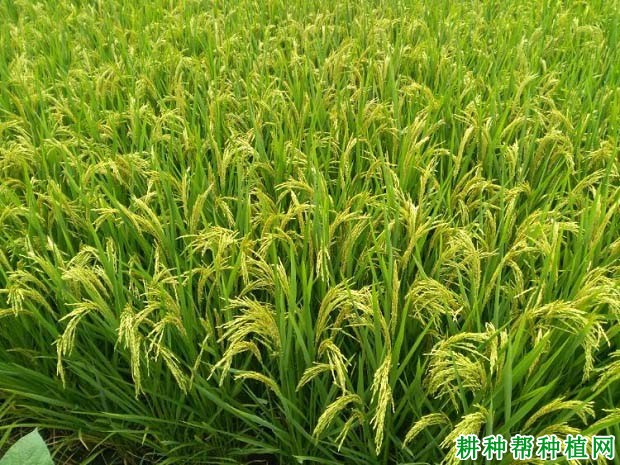 隆两优899水稻品种好不好? 隆两优899水稻品种好不好?