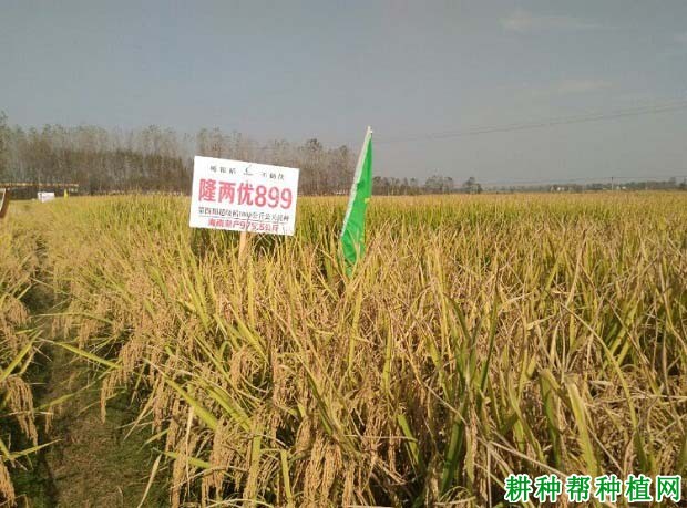隆两优899水稻品种好不好? 隆两优899水稻品种好不好?