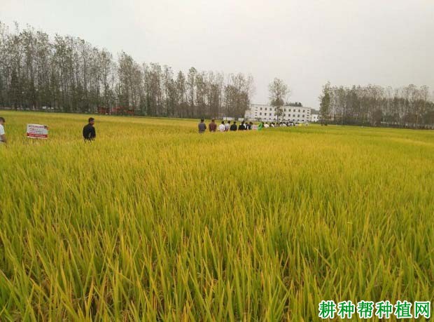 隆两优899水稻品种好不好? 隆两优899水稻品种好不好?