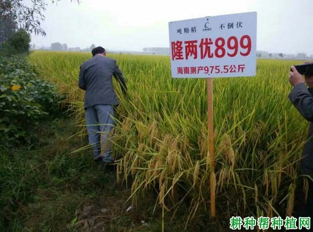 隆两优899水稻品种好不好? 隆两优899水稻品种好不好?