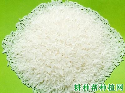 兆香1号水稻品种好不好? 兆香1号水稻品种好不好?