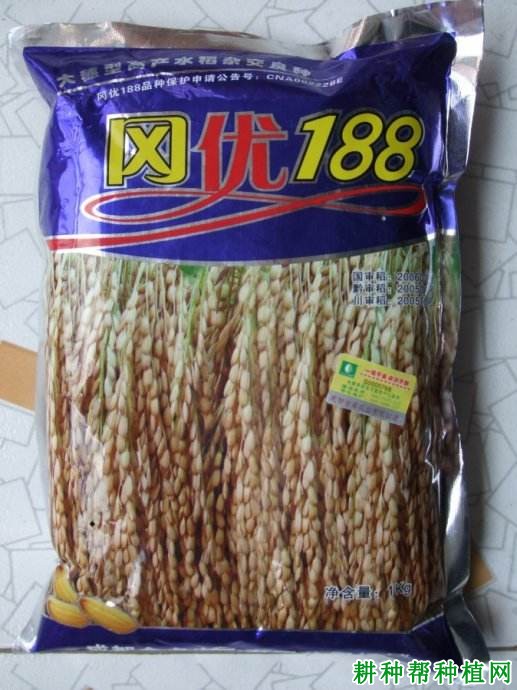冈优188水稻品种好不好? 冈优188水稻品种好不好?
