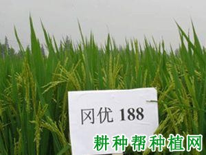 冈优188水稻品种好不好? 冈优188水稻品种好不好?