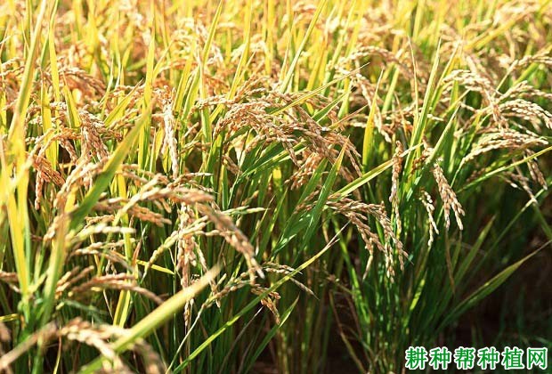 方欣4号水稻品种好不好? 方欣4号水稻品种好不好?