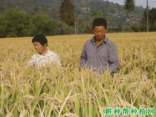秀优5号水稻品种好不好? 秀优5号水稻品种好不好?