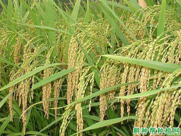 株两优4026水稻品种好不好? 株两优4026水稻品种好不好?