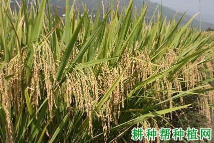 F优498水稻品种好不好? F优498水稻品种好不好?