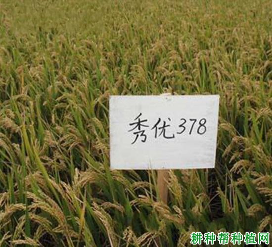 秀优378水稻品种好不好? 秀优378水稻品种好不好?