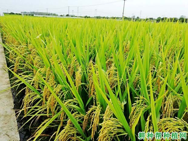 中9优600水稻品种好不好? 中9优600水稻品种好不好?