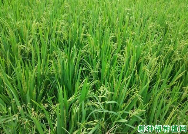 徐稻6号水稻品种好不好? 徐稻6号水稻品种好不好?