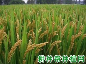 临稻15号水稻品种好不好? 临稻15号水稻品种好不好?