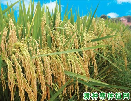 奥两优76水稻品种好不好? 奥两优76水稻品种好不好?
