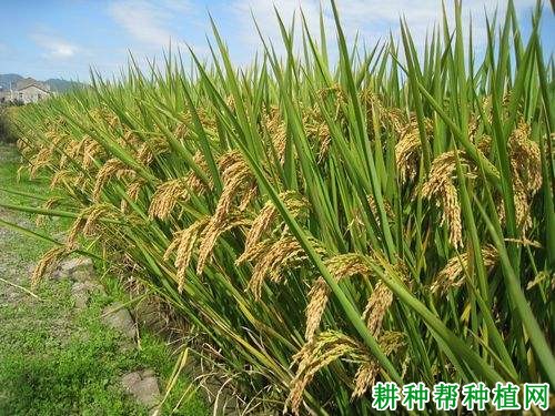 甬优4号水稻品种好不好? 甬优4号水稻品种好不好?