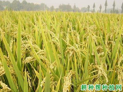 川优5108水稻品种好不好? 川优5108水稻品种好不好?