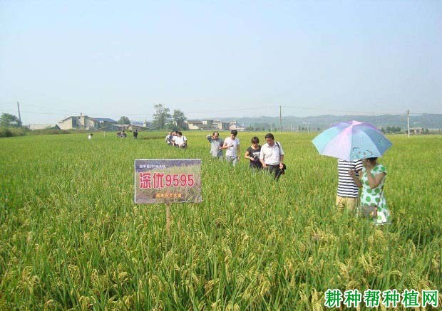深优9595水稻品种好不好? 深优9595水稻品种好不好?
