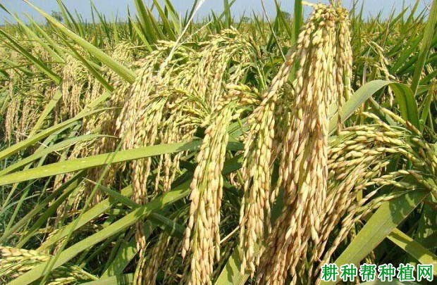 深优9595水稻品种好不好? 深优9595水稻品种好不好?