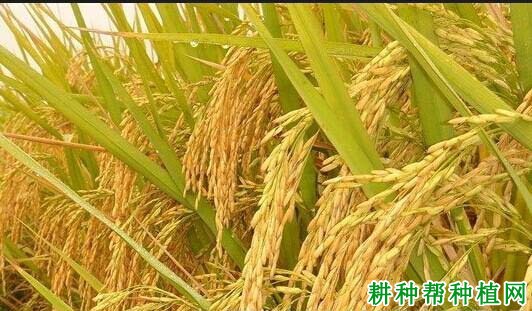 深优9595水稻品种好不好? 深优9595水稻品种好不好?