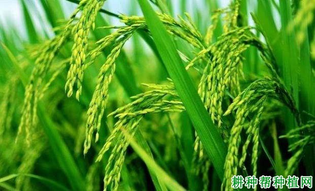 双多6号水稻品种好不好? 双多6号水稻品种好不好?