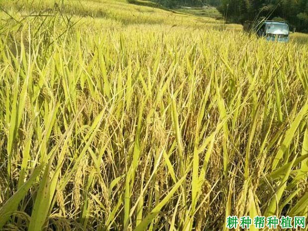 丰优22水稻品种好不好? 丰优22水稻品种好不好?