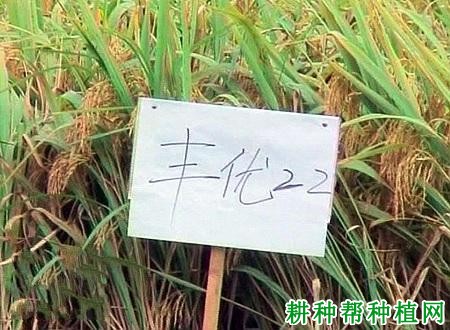 丰优22水稻品种好不好? 丰优22水稻品种好不好?