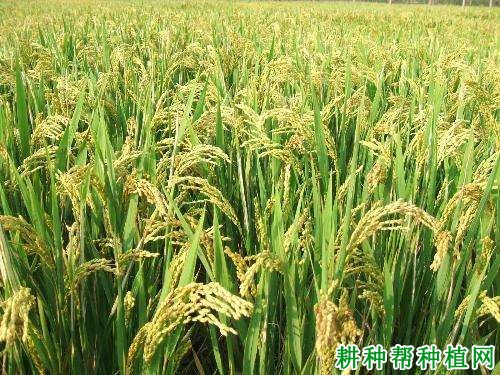 华瑞稻1号水稻品种好不好? 华瑞稻1号水稻品种好不好?