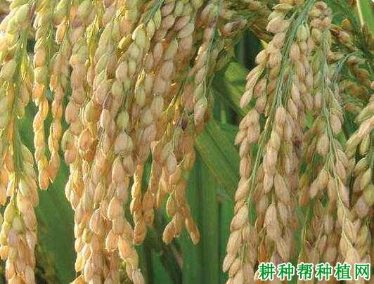 苏优72水稻品种好不好? 苏优72水稻品种好不好?