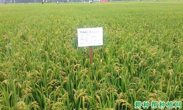 华瑞稻1号水稻品种好不好? 华瑞稻1号水稻品种好不好?