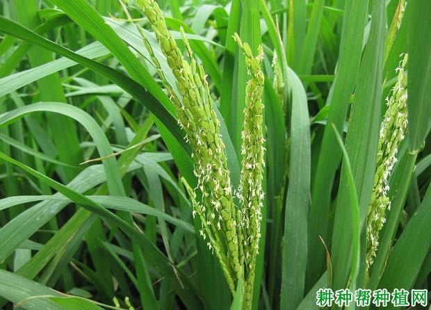 中选181水稻品种好不好? 中选181水稻品种好不好?