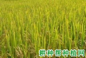 中选181水稻品种好不好? 中选181水稻品种好不好?