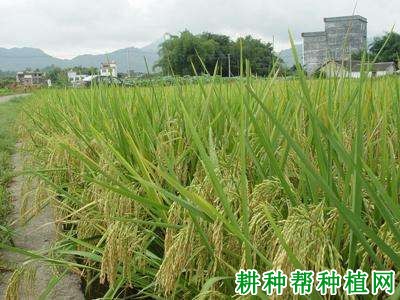 新两优821水稻品种好不好? 新两优821水稻品种好不好?