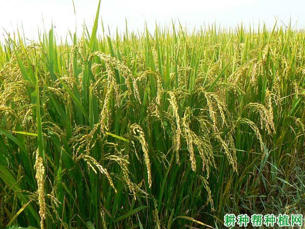 宁粳42号水稻品种好不好? 宁粳42号水稻品种好不好?