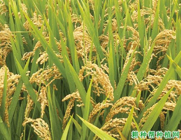 宁粳42号水稻品种好不好? 宁粳42号水稻品种好不好?