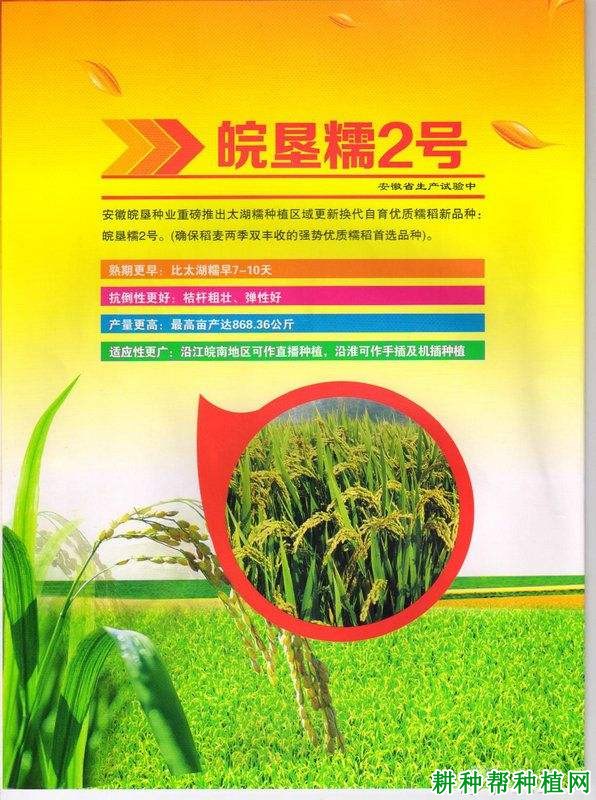 皖垦糯2号水稻品种好不好? 皖垦糯2号水稻品种好不好?