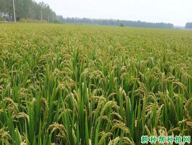 皖垦糯2号水稻品种好不好? 皖垦糯2号水稻品种好不好?