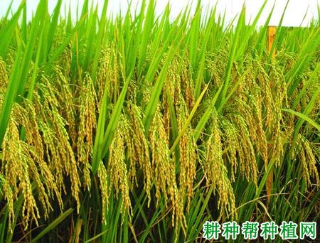Ⅱ优851水稻品种好不好? Ⅱ优851水稻品种好不好?