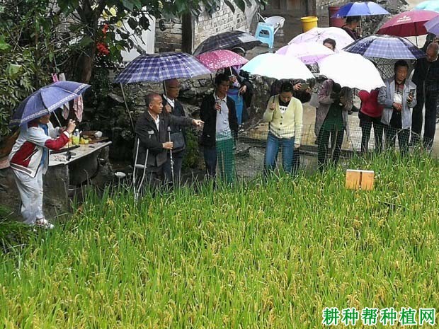 滇杂31水稻品种好不好? 滇杂31水稻品种好不好?