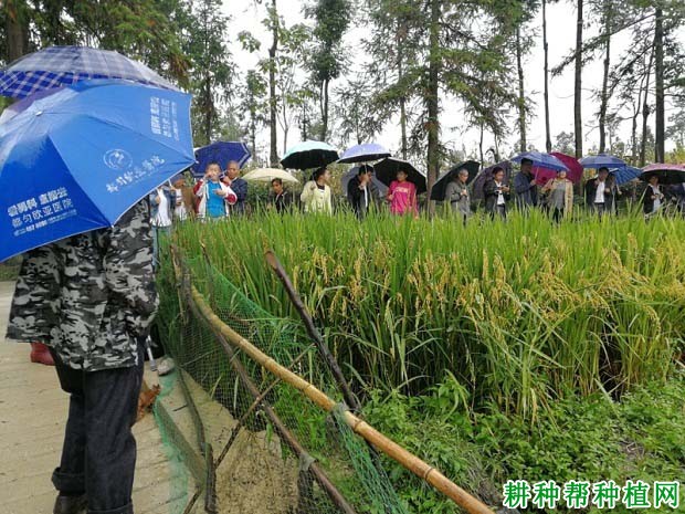 滇杂31水稻品种好不好? 滇杂31水稻品种好不好?