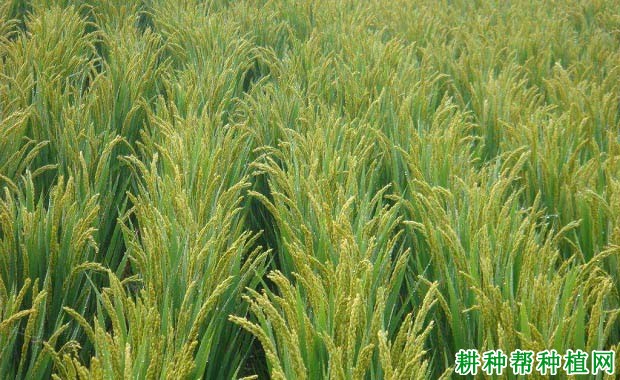 新隆粳3号水稻品种好不好? 新隆粳3号水稻品种好不好?