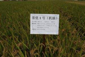 常优1号水稻品种好不好? 常优1号水稻品种好不好?
