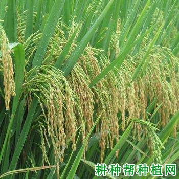 常优1号水稻品种好不好? 常优1号水稻品种好不好?