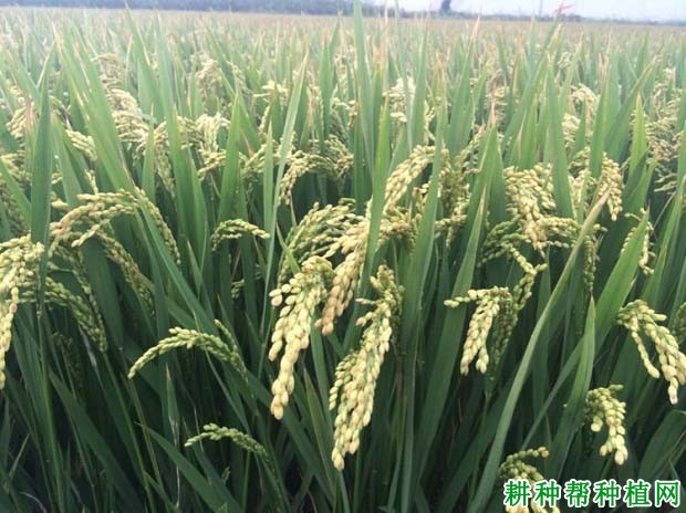 圣武糯0146水稻品种好不好? 圣武糯0146水稻品种好不好?