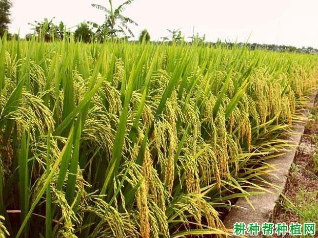 红荔丝苗水稻品种好不好? 红荔丝苗水稻品种好不好?
