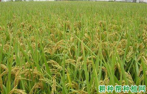 白香占水稻品种好不好? 白香占水稻品种好不好?