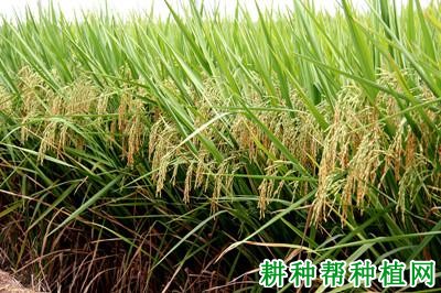 开优8号水稻品种好不好? 开优8号水稻品种好不好?