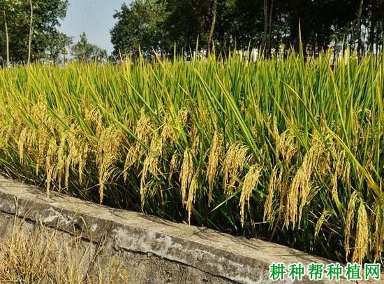 京福1优明86水稻品种好不好? 京福1优明86水稻品种好不好?