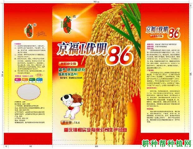 京福1优明86水稻品种好不好? 京福1优明86水稻品种好不好?