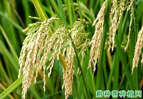 京优14水稻品种好不好? 京优14水稻品种好不好?