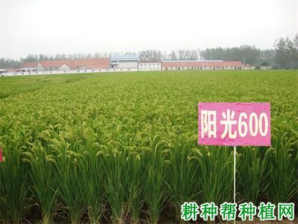 阳光600水稻品种好不好? 阳光600水稻品种好不好?